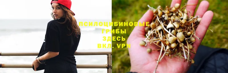 Галлюциногенные грибы Psilocybe  гидра ссылки  Абаза 